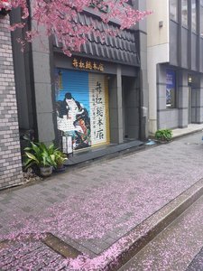2019オカメザクラ6.jpg