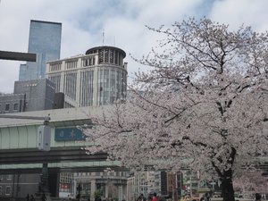 2019日本橋桜1.jpg