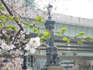 2019日本橋桜2.jpg