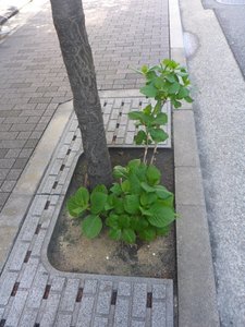 2019紫陽花1.jpg