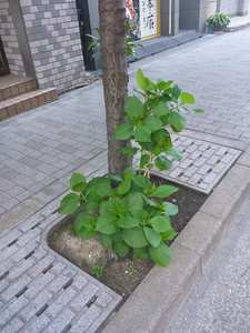 2019紫陽花2.jpg
