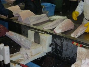 めかじき工場3.jpg